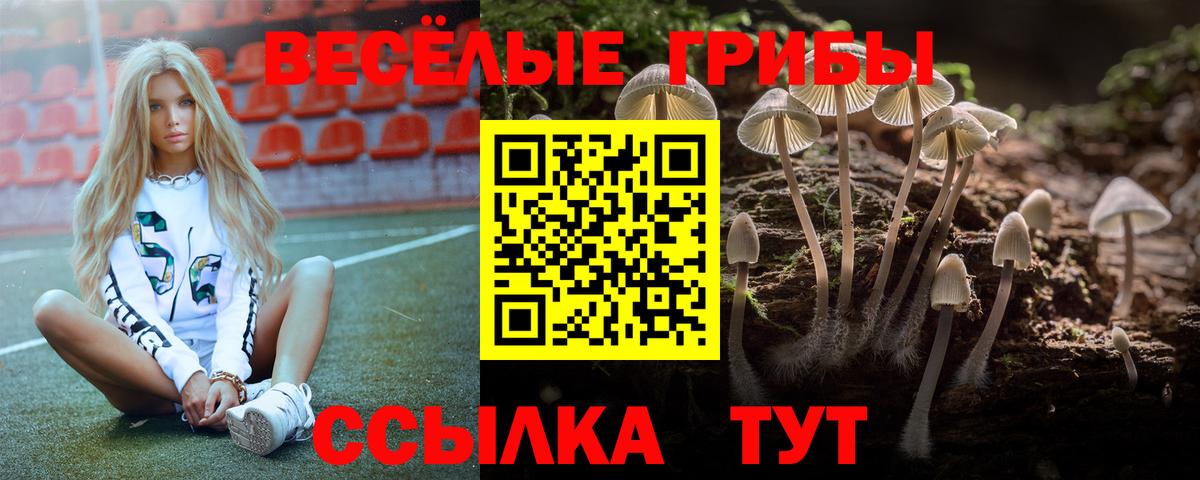 Псилоцибиновые грибы Psilocybe Курчалой